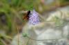 127997 – Photo : Catherine DAVID – France (83)