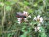 127559 – Photo : Crevette76 – France (48)
