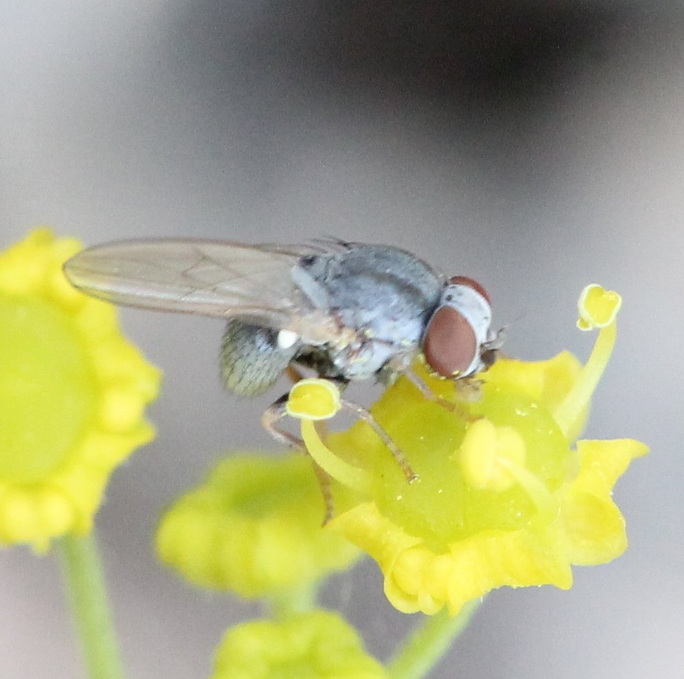 Renko Usami - Leucopomyia silesiaca - réf. 127358 (989 x 981 pixels, 109 ko)