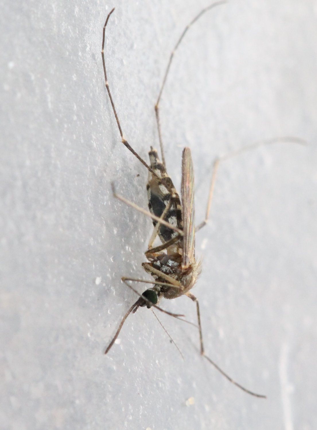 Renko Usami - Aedes (Aedimorphus) vexans - réf. 127488 (1105 x 1500 pixels, 131 ko)