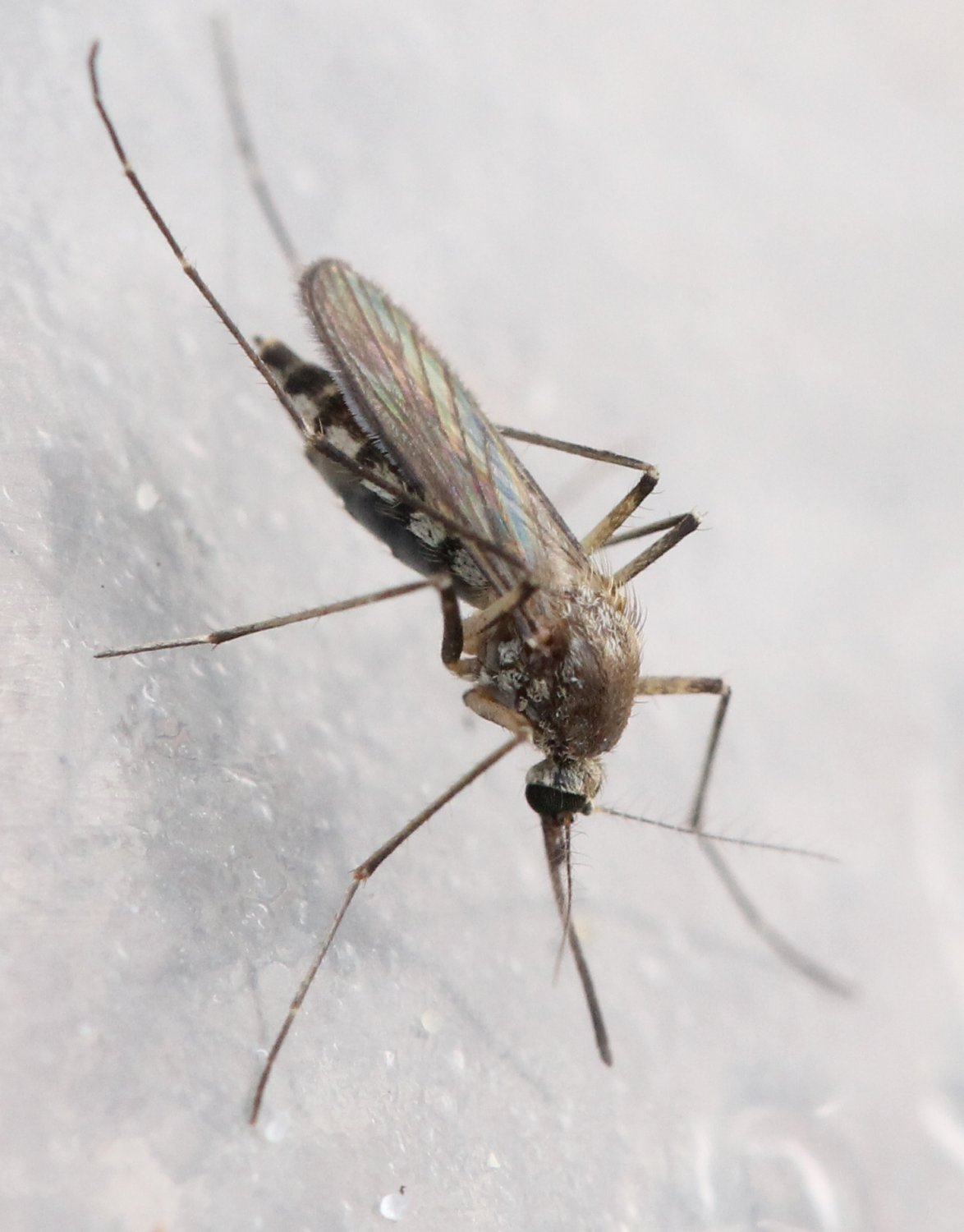 Renko Usami - Aedes (Aedimorphus) vexans - réf. 127490 (1174 x 1500 pixels, 144 ko)