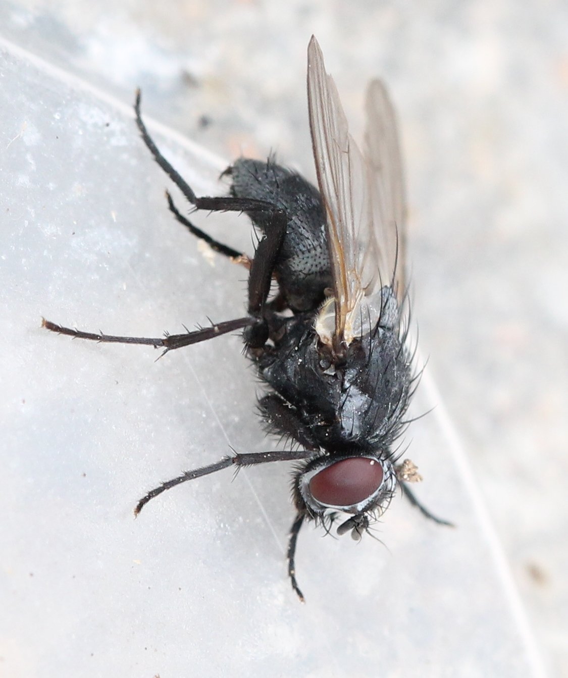 Renko Usami - Hydrotaea sp. - réf. 127948 (1125 x 1343 pixels, 151 ko)