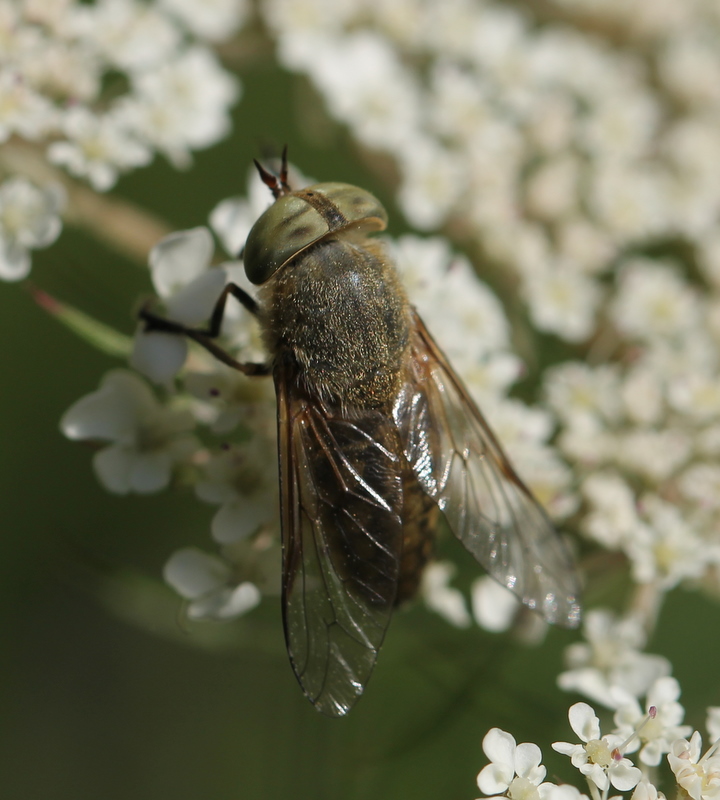 clovis - Atylotus rusticus - réf. 127728 (720 x 800 pixels, 210 ko)