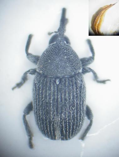 Réf. 128 461 : Cleopomiarus meridionalis