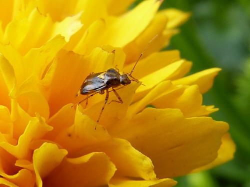 Liocoris tripustulatus