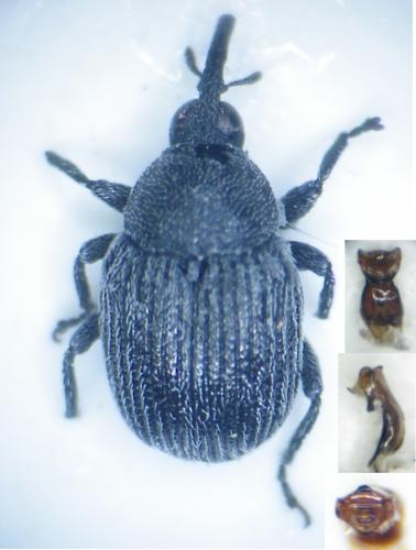 Réf. 128 462 : Miarus ursinus
