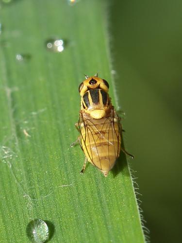 Réf. 128 241 : Chlorops sp.