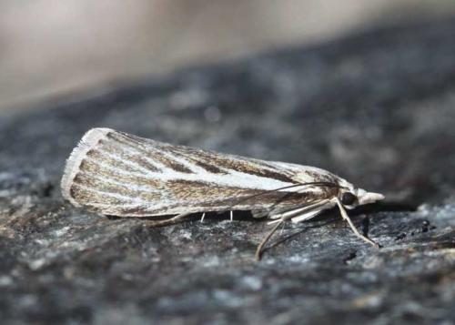Réf. 128 504 : Catoptria digitellus