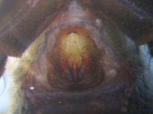 Pardosa nigra