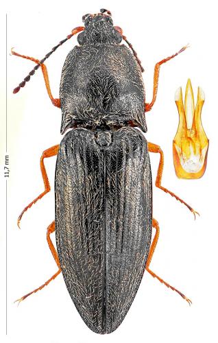 Paraphotistus nigricornis