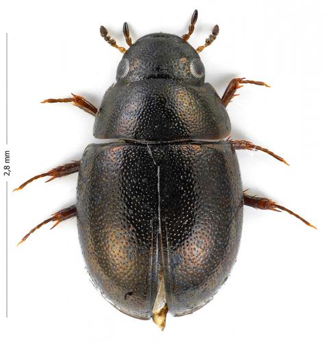 Paracymus scutellaris