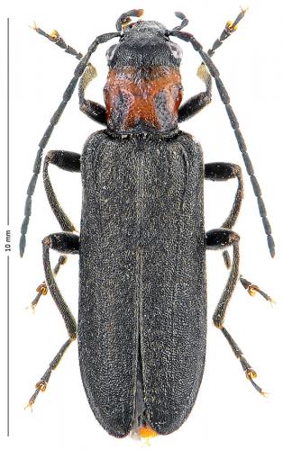 Réf. 128 026 : Anogcodes fulvicollis