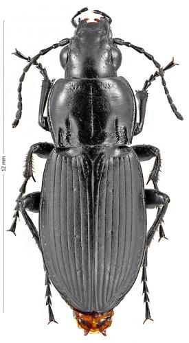 Réf. 128 779 : Poecilus lepidus
