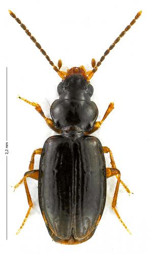 Réf. 128 760 : Tachys bistriatus