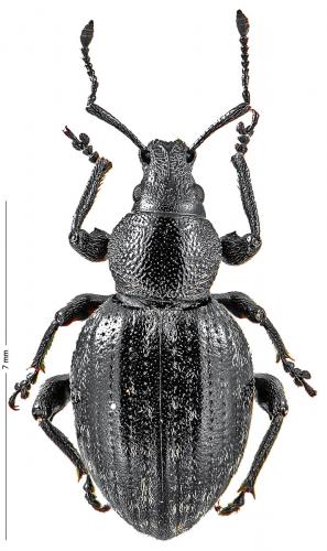 Otiorhynchus alpicola