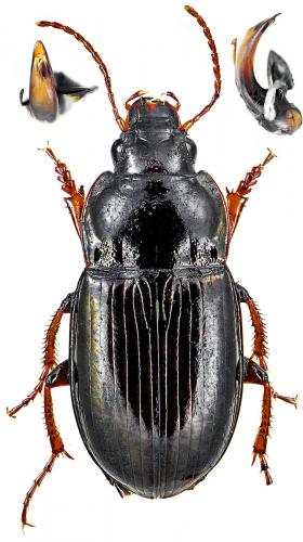Réf. 128 636 : Amara quenseli