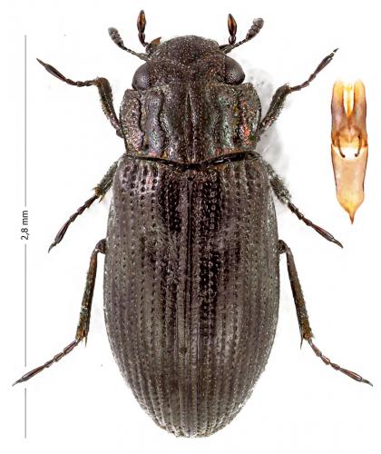 Helophorus glacialis