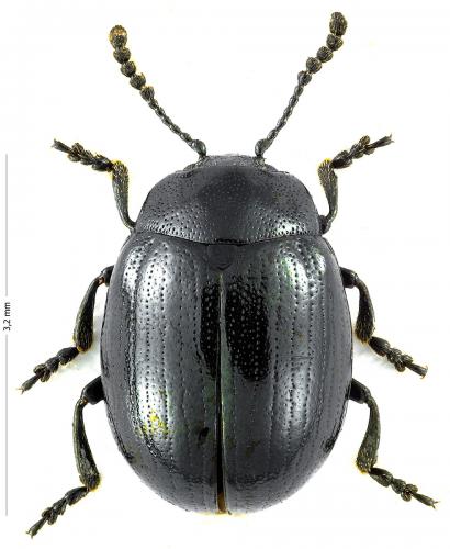 Phaedon salicinus