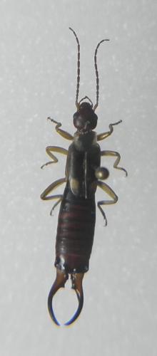 Etalage sp.