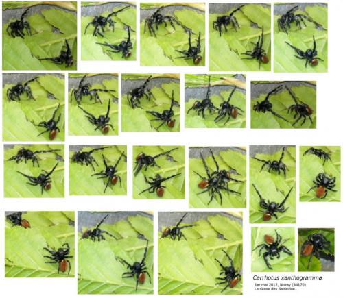 Carrhotus xanthogramma