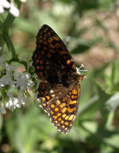 Réf. 128 449 : Melitaea sp.
