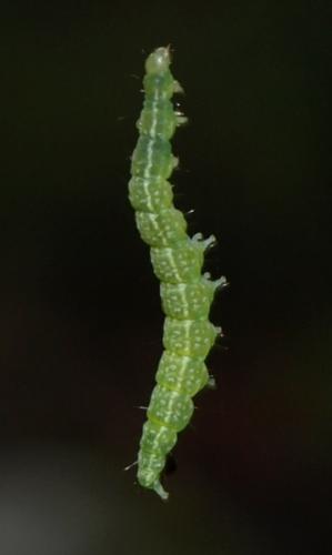 Ypsolopha ustella
