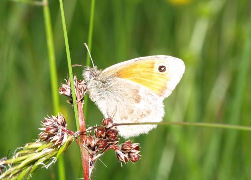 Réf. 128 494 : Coenonympha pamphilus
