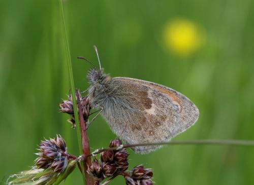 Réf. 128 493 : Coenonympha pamphilus