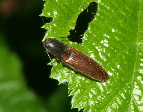 Réf. 128 487 : Athous haemorrhoidalis