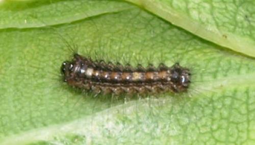 Réf. 128 496 : Lymantria dispar