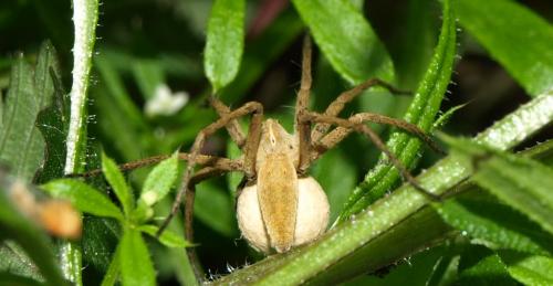Réf. 128 517 : Pisaura mirabilis