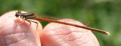 Platycnemis acutipennis
