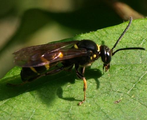 Réf. 128 554 : Argogorytes mystaceus