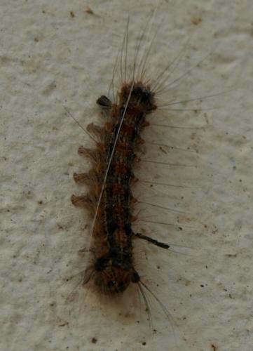 Lymantria dispar