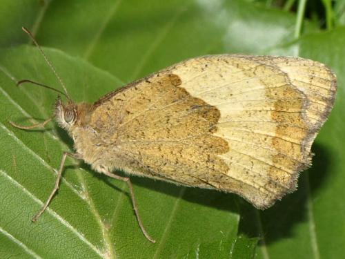 Maniola jurtina