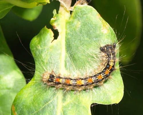 Lymantria dispar