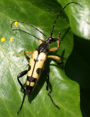 Rutpela maculata