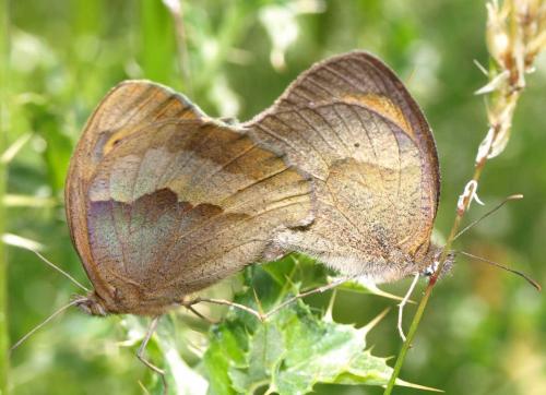 Réf. 128 543 : Maniola jurtina