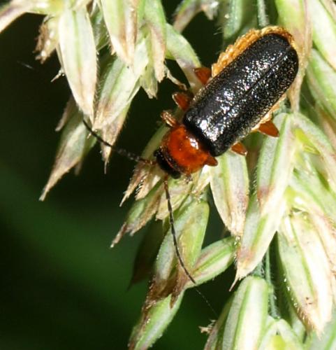 Cantharis flavilabris