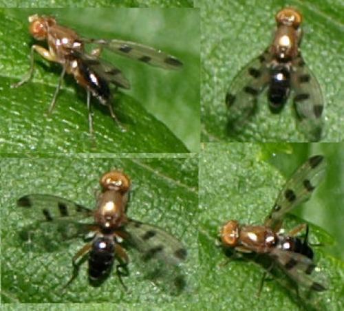 Réf. 128 558 : Geomyza tripunctata