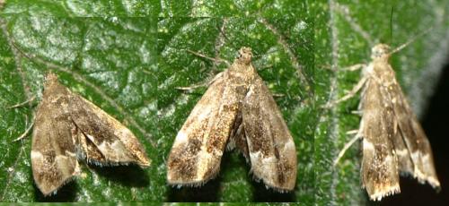 Anthophila fabriciana