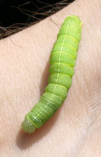 Orthosia cerasi