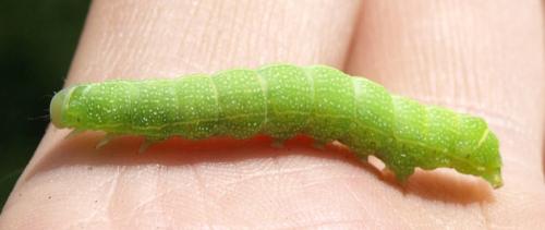 Orthosia cerasi