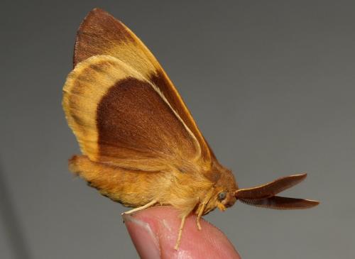 Lasiocampa quercus