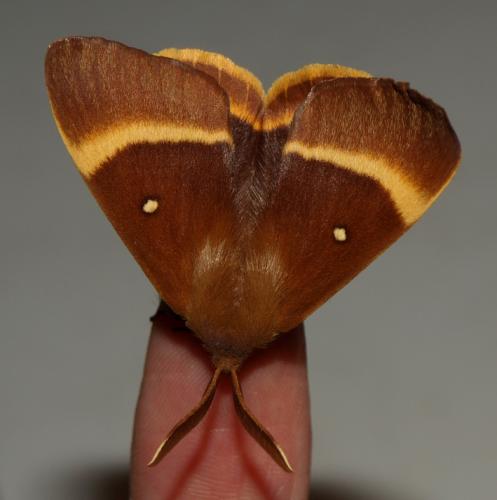 Lasiocampa quercus