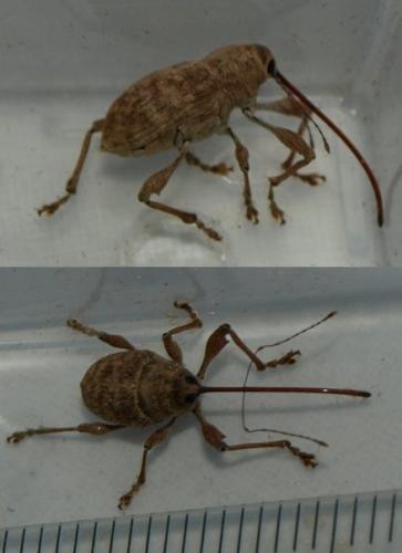 Curculio elephas