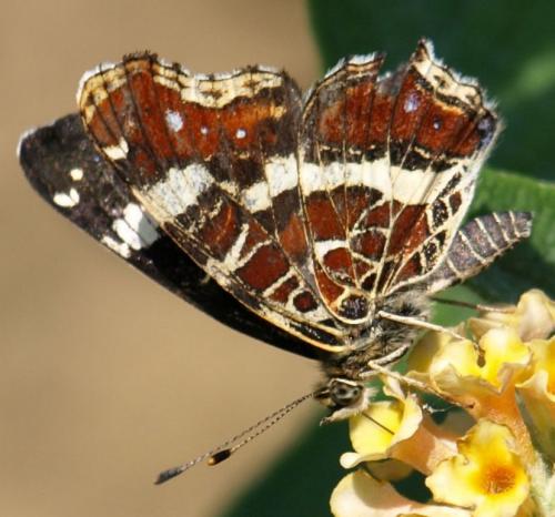 Araschnia levana