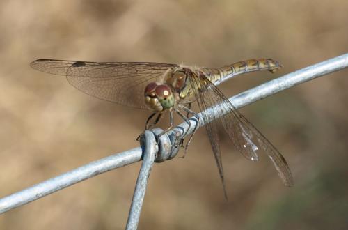 Sympetrum striolatum