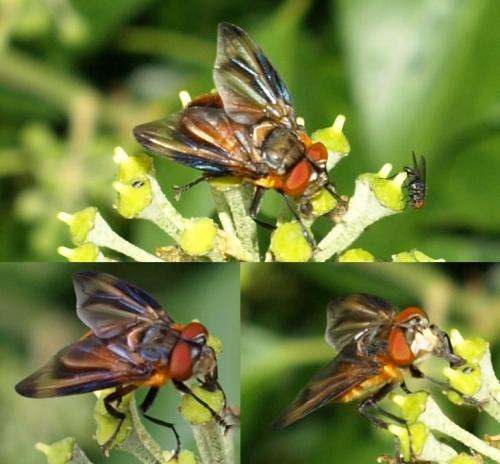 Phasia hemiptera