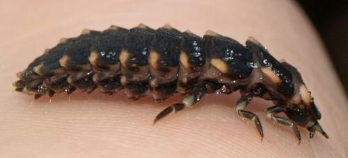 Lampyris noctiluca